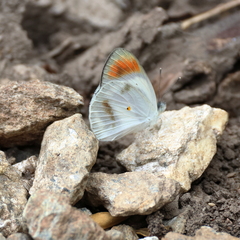 Colotis euippe omphale