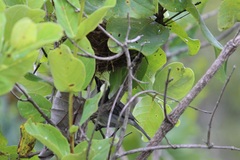 Microspingus cinereus