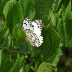 Belenois gidica abyssinica