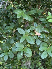 Archidasyphyllum diacanthoides