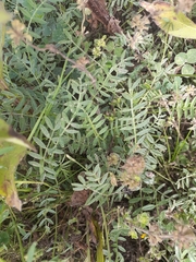 Hoffmannseggia glauca