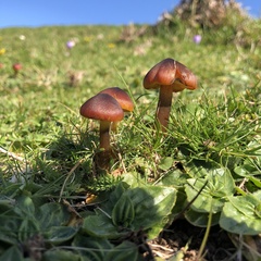 Hygrocybe conica
