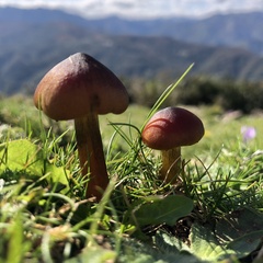 Hygrocybe conica