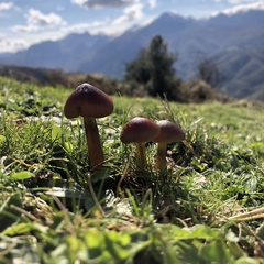 Hygrocybe conica