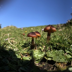 Hygrocybe conica
