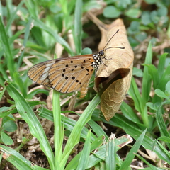 Acraea encedon encedon