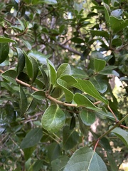 Archidasyphyllum diacanthoides