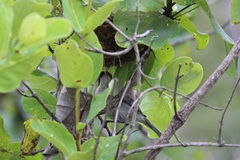 Microspingus cinereus