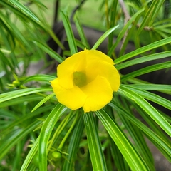 Cascabela thevetia