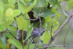 Microspingus cinereus