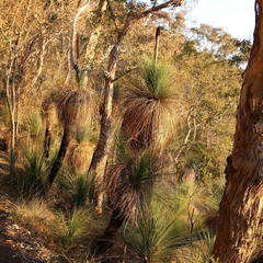 Xanthorrhoea glauca