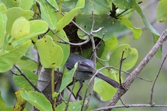 Microspingus cinereus