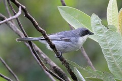 Microspingus cinereus