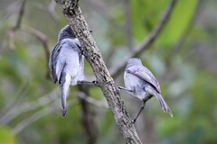 Microspingus cinereus