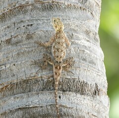 Agama lionotus