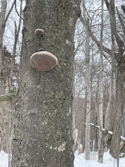 Fomitopsis betulina