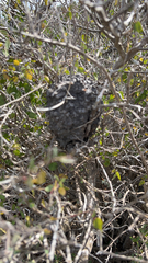 Crematogaster peringueyi