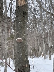 Fomitopsis betulina