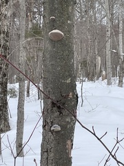 Fomitopsis betulina