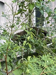 Marmota monax