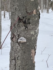 Fomitopsis betulina