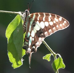 Graphium antheus