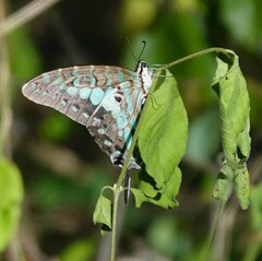 Graphium antheus