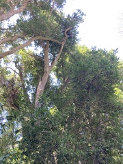 Archidasyphyllum diacanthoides