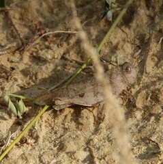 Humbe tenuicornis
