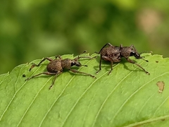 Metapocyrtus adspersus