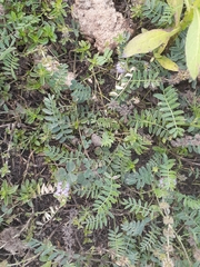 Hoffmannseggia glauca