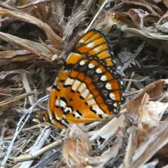 Byblia anvatara