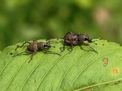 Metapocyrtus adspersus