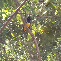Trogon caligatus