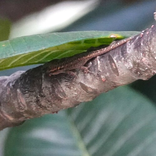 Lygodactylus heeneni
