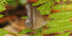 Coelites euptychioides