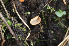 Pezizaceae