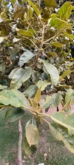 Citharexylum subflavescens