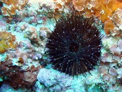 Echinostrephus