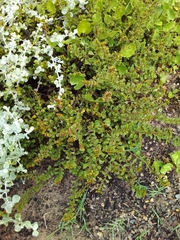 Hermannia concinnifolia