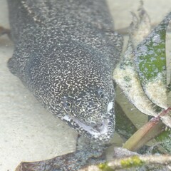 Gymnothorax pictus