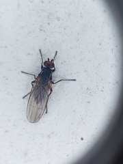 Heleomyzidae