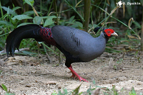 Lophura diardi