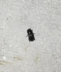 Aphodiinae