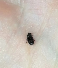 Aphodiinae