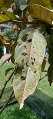 Citharexylum subflavescens