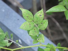 Rosisphaerella rosicola