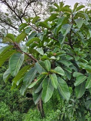 Ficus lutea
