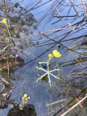 Utricularia radiata