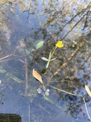 Utricularia radiata